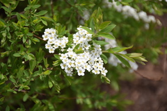 Spiraea