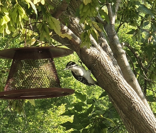 Hairy Woodpecker