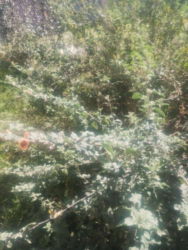 Sphaeralcea bonariensis, photograph 2