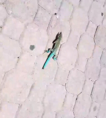 Cnemidophorus arubensis