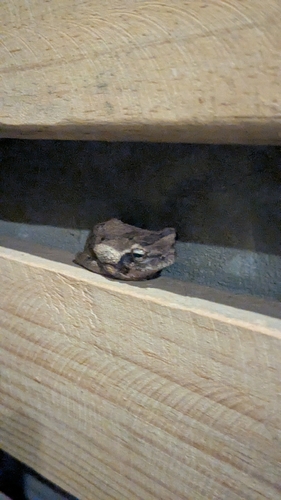 Grey Foam-nest Tree Frog