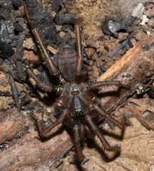 Blakistonia birksi
