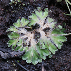 Riccia cartilaginosa