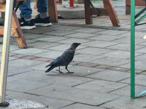 Eurasian Jackdaw