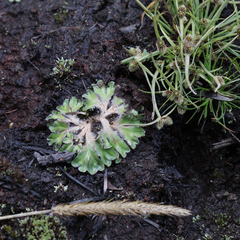 Riccia cartilaginosa