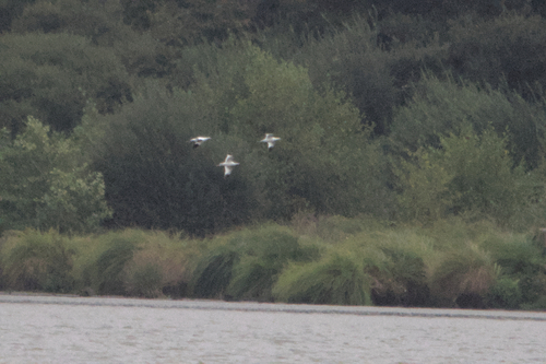 Pied Avocet
