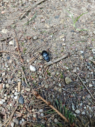smooth ground beetle