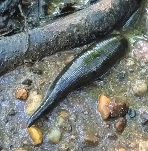 Horse Leech