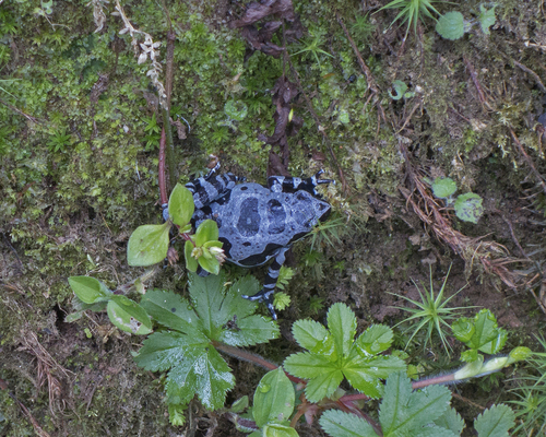 Mukuzira Long-fingered Frog, Cardioglossa cyaneospila