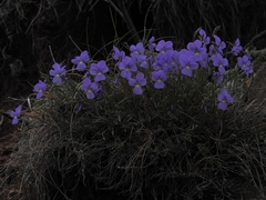 Viola bertolonii