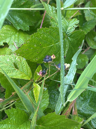 Наблюдение на iNaturalist