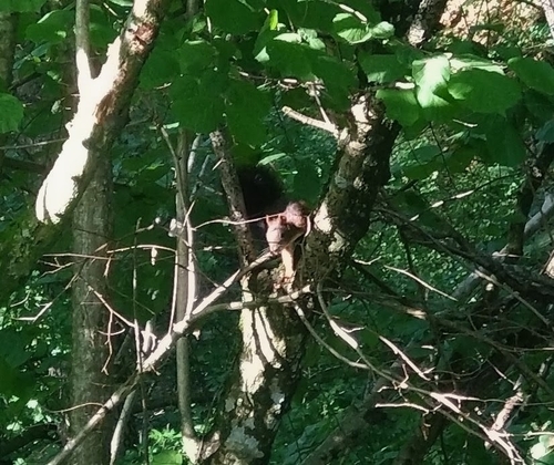 Eurasian Red Squirrel