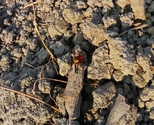 Oriental Hornet