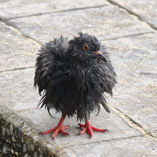 Feral Pigeon