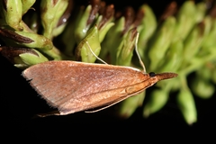 Udea daiclesalis