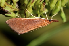 Udea daiclesalis