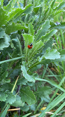 Coccinella septempunctata