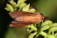 Udea daiclesalis