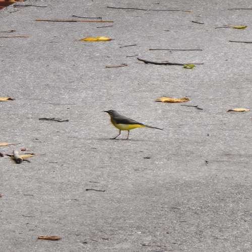 Grey Wagtail