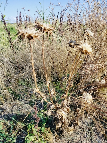 milk thistle