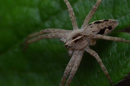 European Nursery Web spider