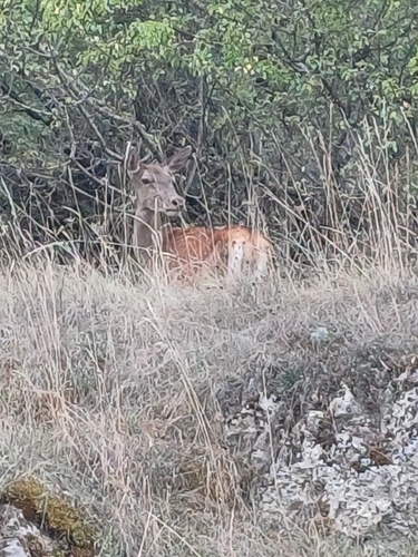 Red Deer