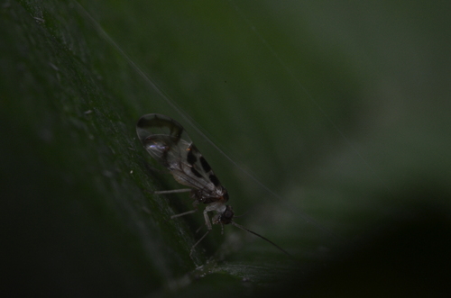F-winged Barklouse