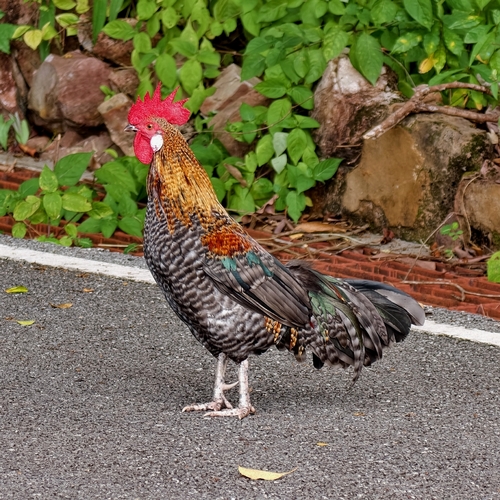 Domestic Chicken