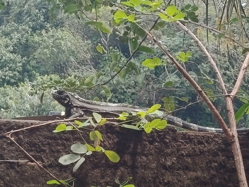 Green Iguana