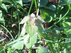Lamium purpureum purpureum