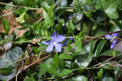 Vinca minor