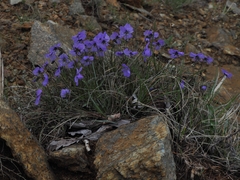 Viola bertolonii