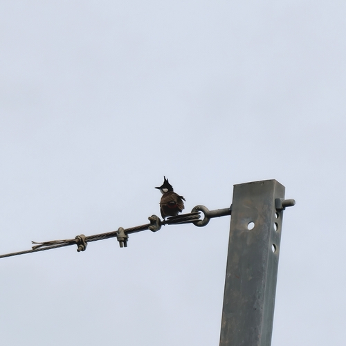 Red-whiskered Bulbul