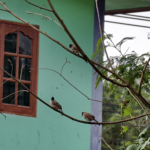 Sooty-headed Bulbul
