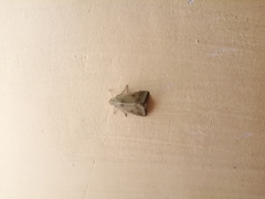 Lepidoptera