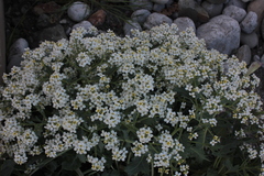 Crambe maritima