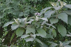 Solanum mauritianum