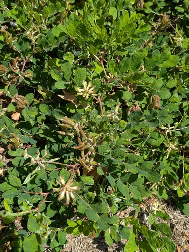 Wild Liquorice
