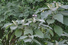 Solanum mauritianum