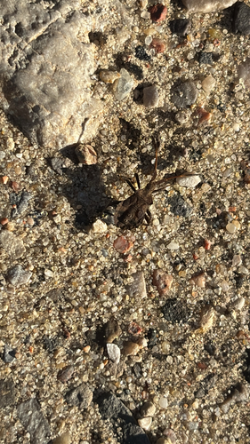 Dock Bug