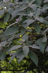 Solanum mauritianum