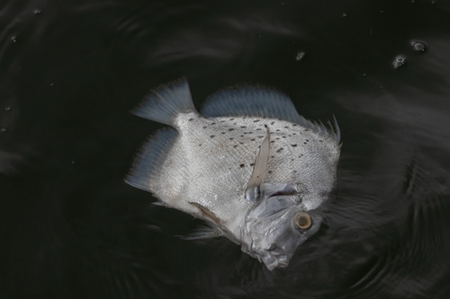 Drepane punctata observed 2026-08-30