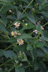 Lantana camara