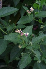 Lantana camara