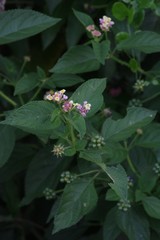 Lantana camara
