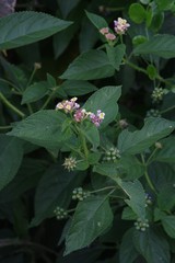 Lantana camara