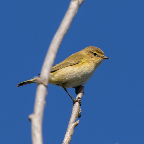 Common Chiffchaff
