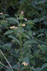 Lantana camara