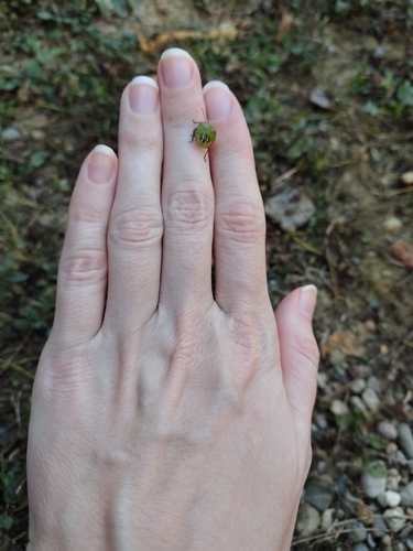 Southern Green Stink Bug