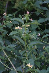 Lantana camara